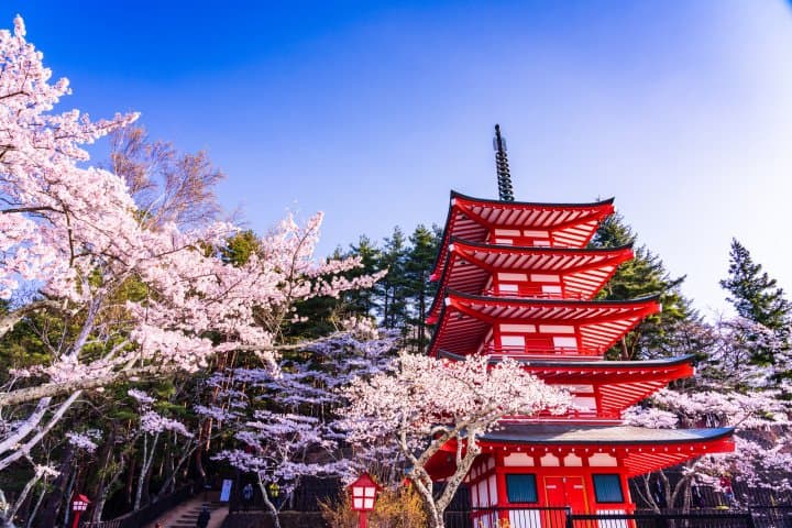 Sakura